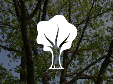 Élagage arbre Laval / Émondeur Laval