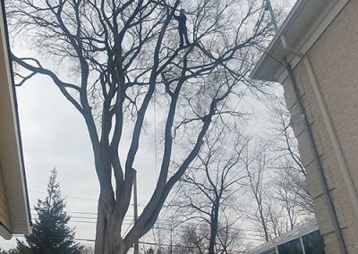 Arbre à émonder (émondage à Mirabel) / Émondeur Laval