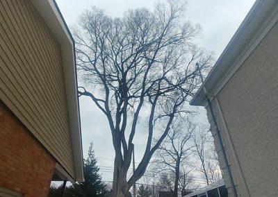 Arbre à émonder (émondage à Laval) / Émondeur Laval