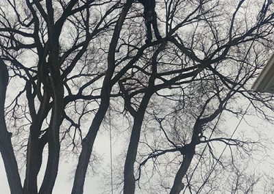 Arbre à émonder (émondage à Laval) / Émondeur Laval